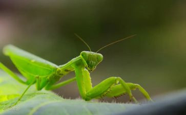 螳螂谣教案5篇