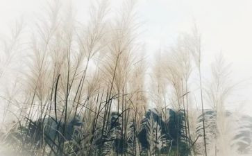 蒹葭赋教案7篇