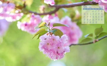 保育计划4月工作计划7篇
