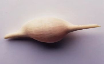 挖贝壳作文优质7篇