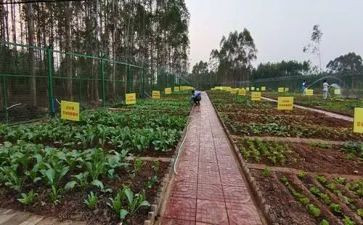 音乐买菜教案优秀7篇