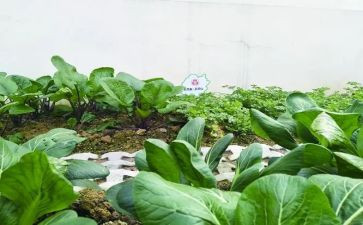 有关湘菜的活动策划优质8篇