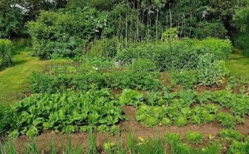 菜园长工作计划优秀8篇