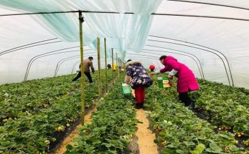 幼儿园采摘节活动方案8篇