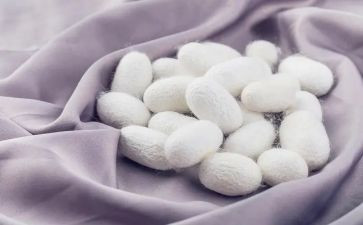 中班关于蚕的语言教案7篇