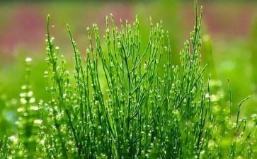 幼儿园小班草教案优质6篇