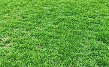 小班教案草反思最新8篇