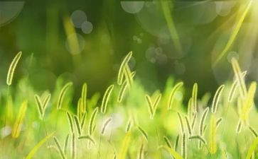 2023烟草竞聘演讲稿5篇