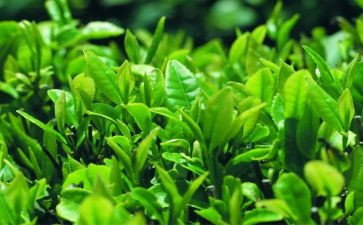 我与茶的作文模板6篇