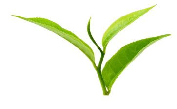 与茶有关的演讲稿优秀8篇