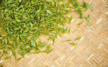 茶文化节讲话稿5篇