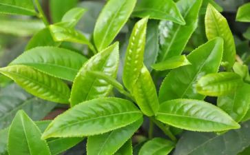 与茶有关的演讲稿通用5篇