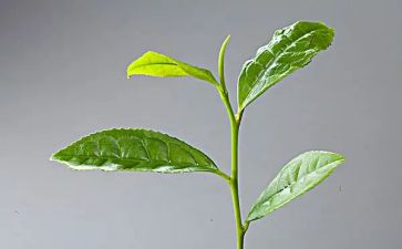 我与茶的故事作文8篇
