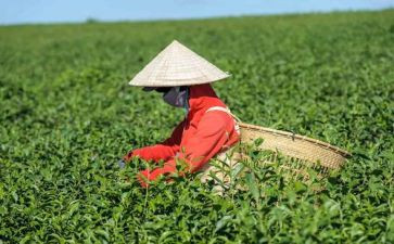 做奶茶作文5篇