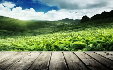 下午茶的作文7篇