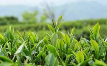 我与茶的故事作文参考5篇