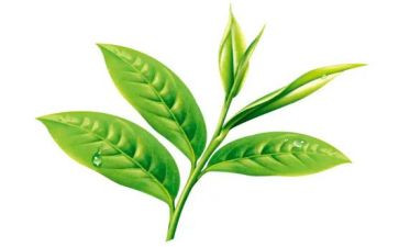 茶营销方案模板7篇