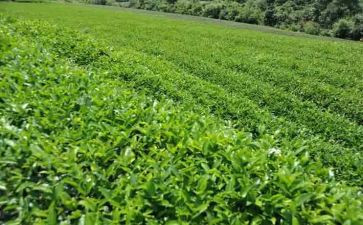 奶茶店月工作总结7篇