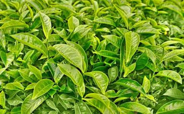 茶话会活动方案8篇