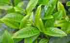 茶活动策划模板6篇