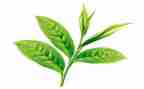 茶营销方案模板7篇