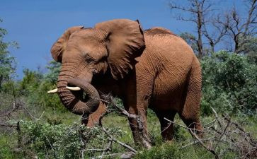 大象走音乐教案8篇