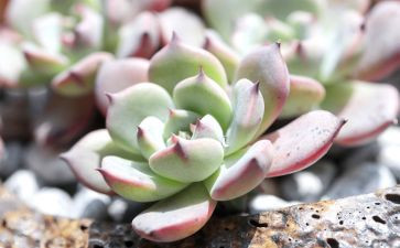 写植物多肉的作文7篇