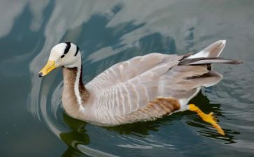 小班语言活动鹅的教案通用5篇