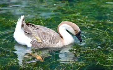 中班科学鹅的教案模板8篇