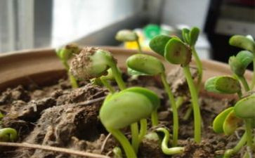 种子发芽教案7篇