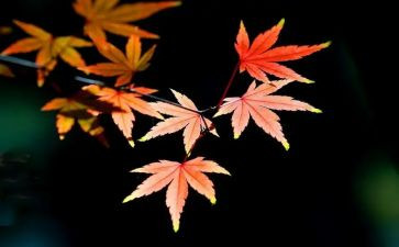 秋天的枫叶树作文精选8篇