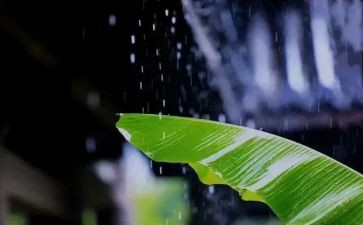 风雨中我作文500字6篇