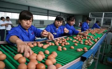 分检鉴定申请书8篇