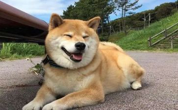画小狗的作文300字8篇