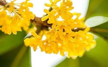 摘桂花教案最新6篇