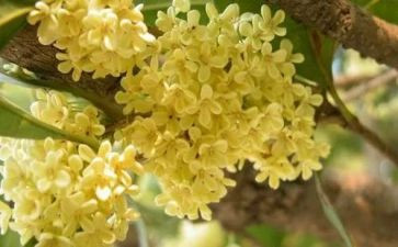 桂花树的作文模板6篇