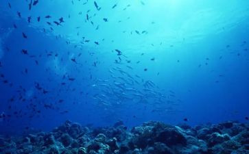 海底小世界教案8篇