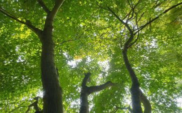 荷塘月色读后感推荐6篇