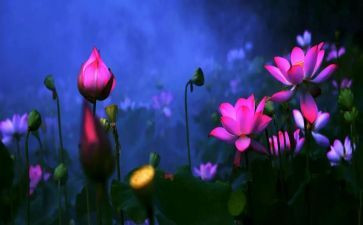 荷塘月色读后感优质7篇