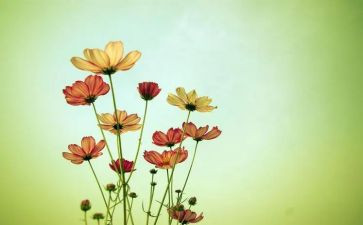 我的花作文300字通用8篇