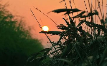 读秋天的怀念心得体会6篇