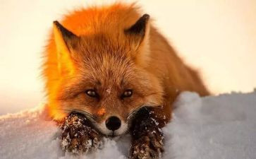 小狐狸分饼教案参考5篇