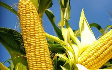 2024年掰玉米作文5篇