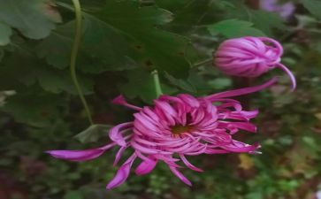 菊与刀读书心得体会参考8篇
