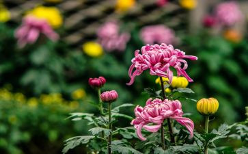 野菊花读后感8篇
