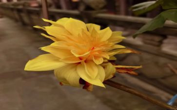 乒乓菊作文推荐8篇