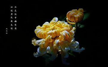 乒乓菊作文5篇