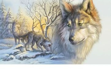 狼王梦的,读后感7篇