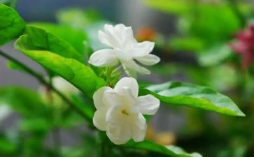 大班《茉莉花》教案5篇