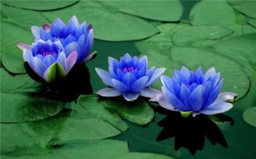 去莲花岛作文6篇
